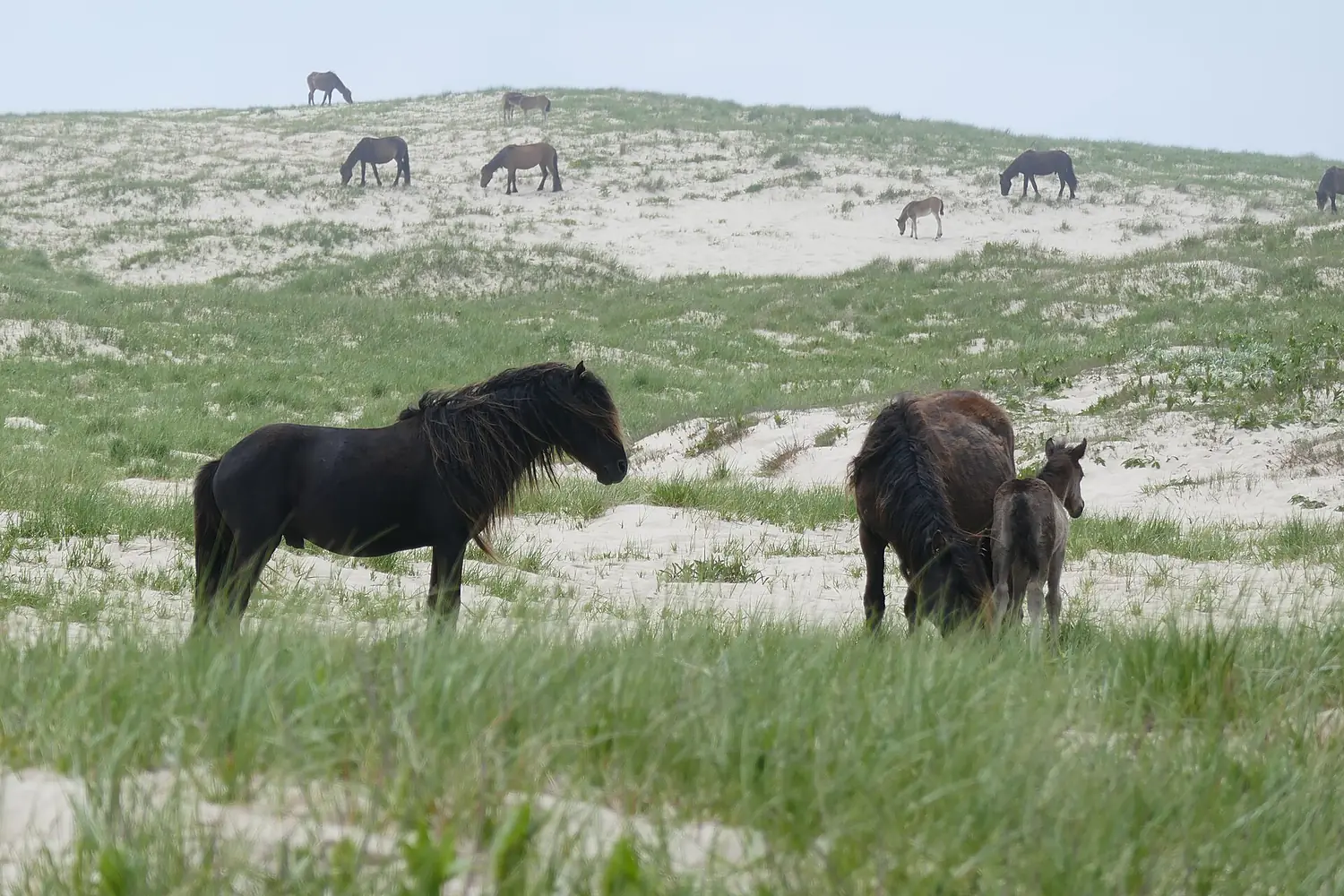 Stallion and harem on Sable Island