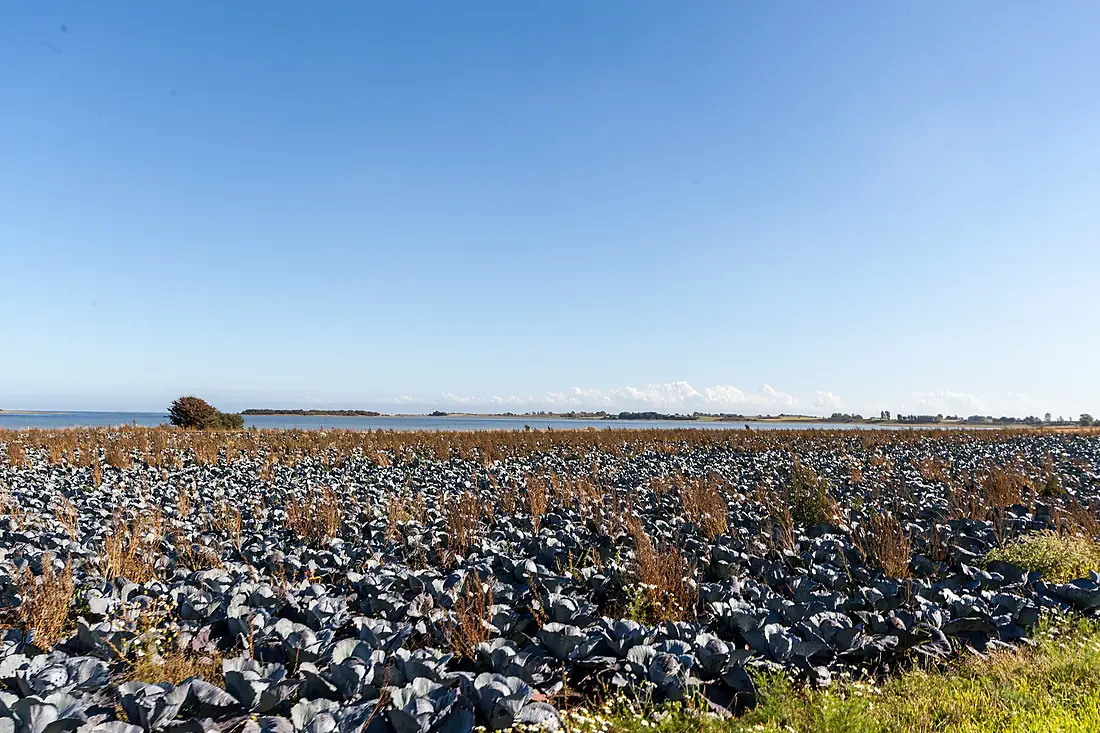 Samsø field - panoramio