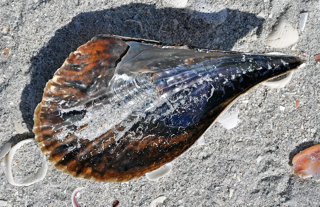 Atrina pen shell bivalve (Algiers Beach, Sanibel Island, Florida, USA) 2