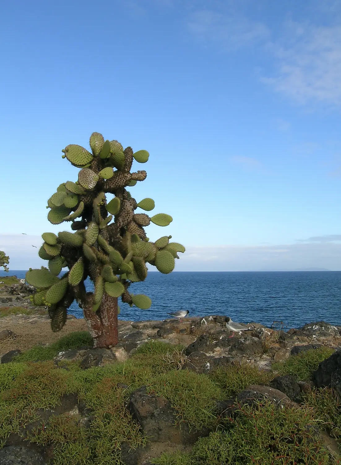 Opuntia echios - Santa Fe, Galapagos