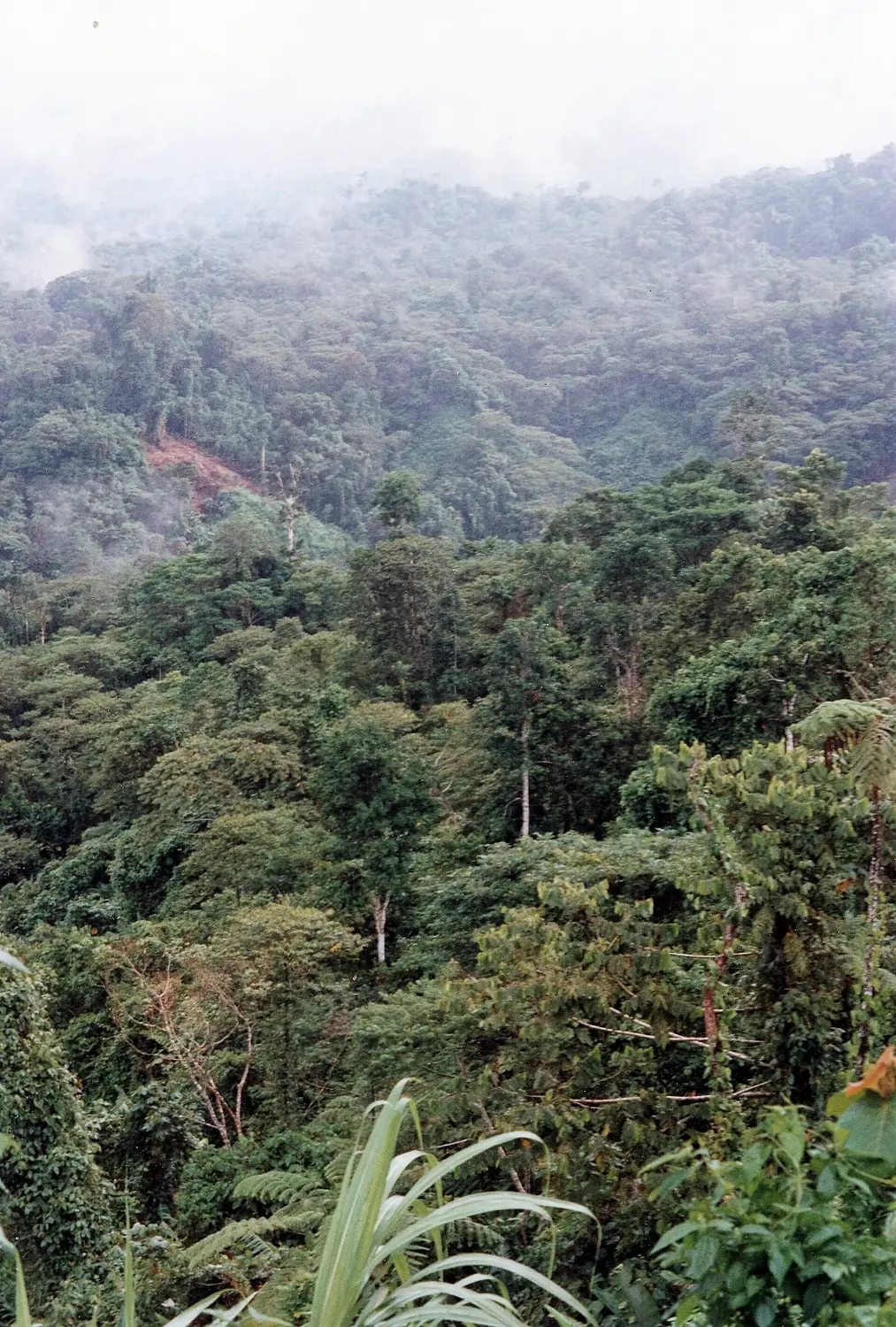 Rainforestt of Isabel Island