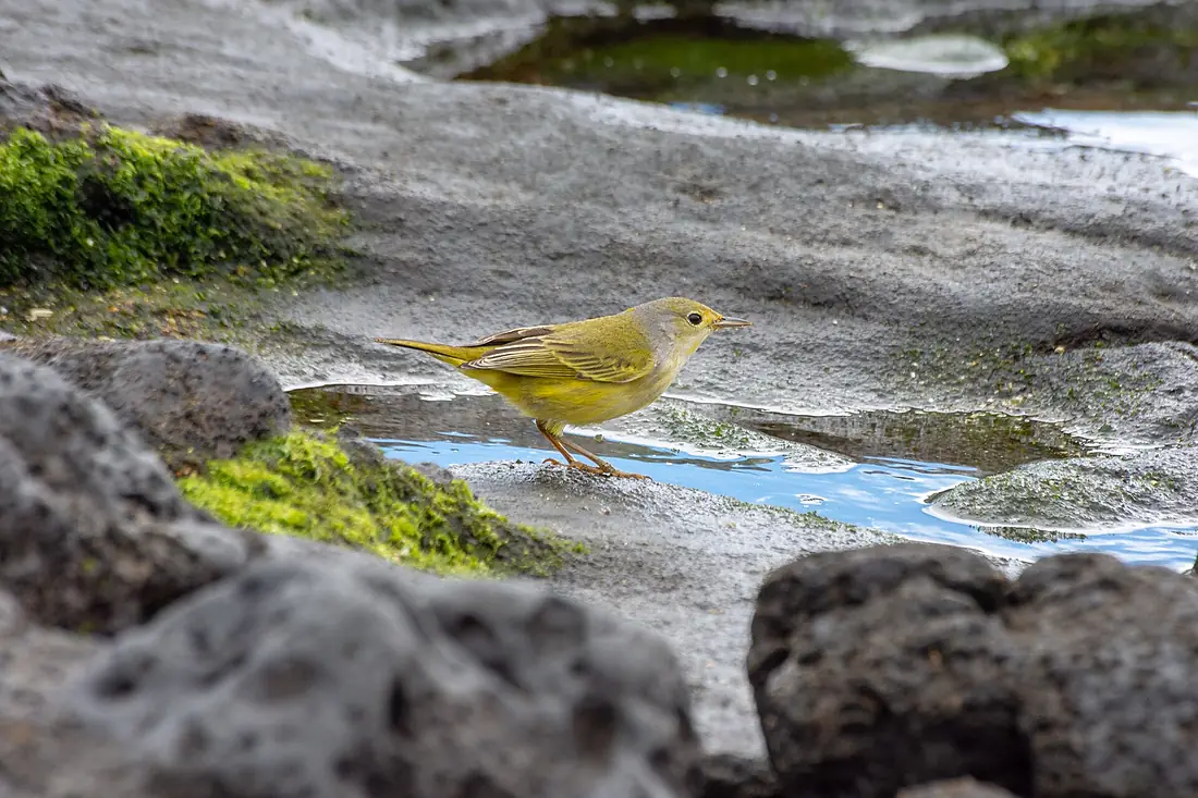 20180808-Yellow Warbler at Santiago Island