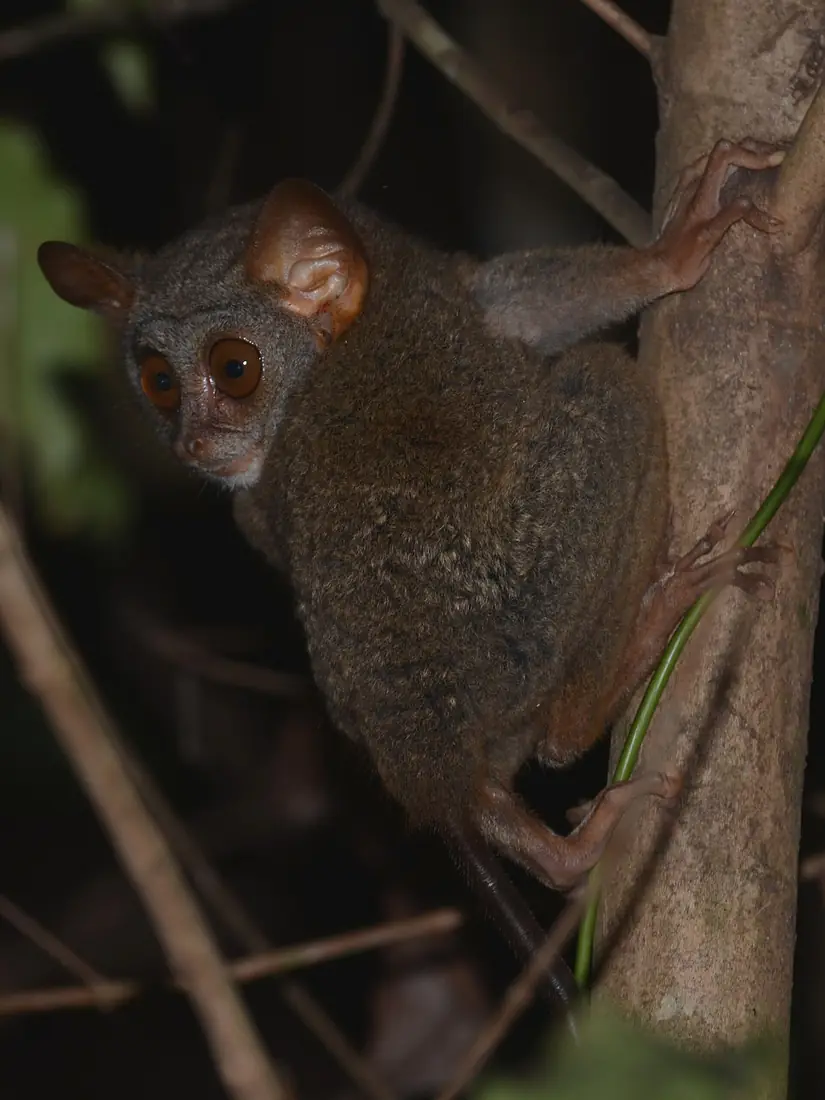 Siau Island Tarsier - Tarsius tumpara 01