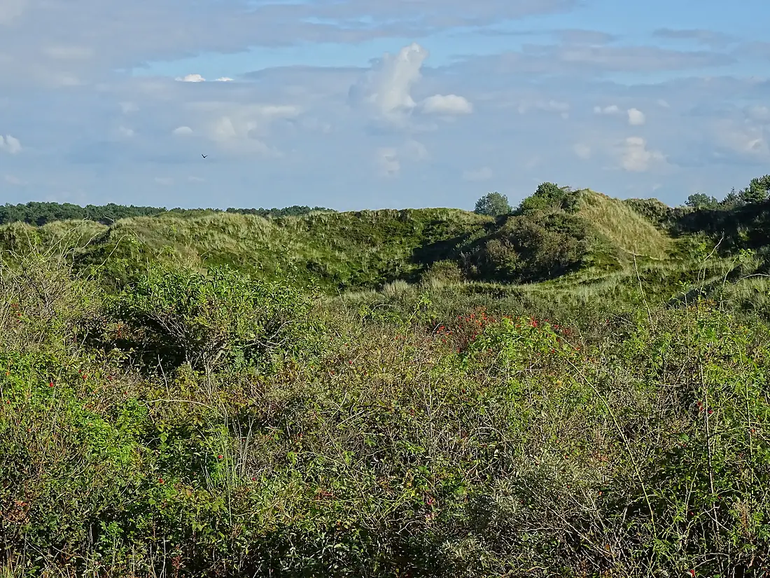 Nationalpark Niedersächsisches Wattenmeer - Spiekeroog - Inselinnere Landschaft (1)
