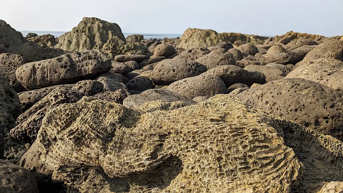 Marine coral, St. Martin's Island, Cox's Bazar, Bangladesh 2
