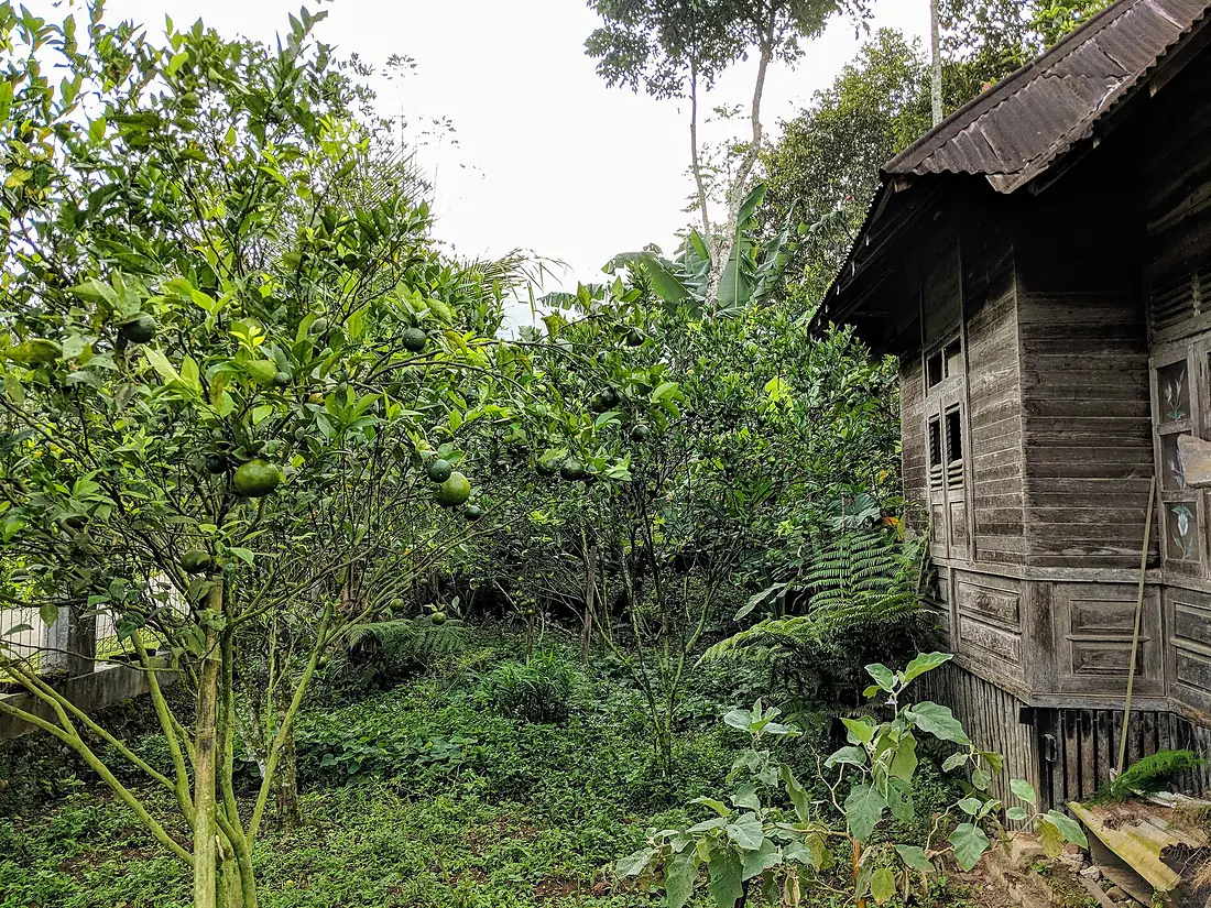 West Sumatra pekarangan
