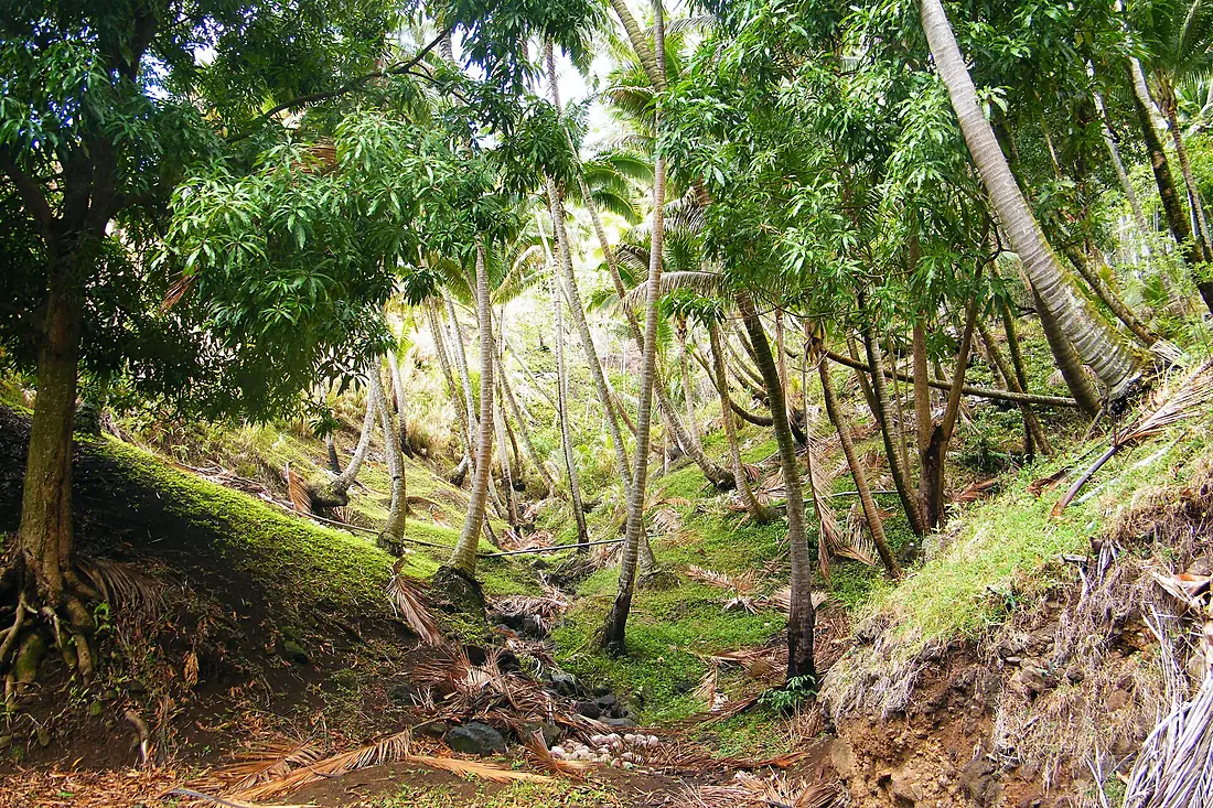 Coconut forest in Tahuata