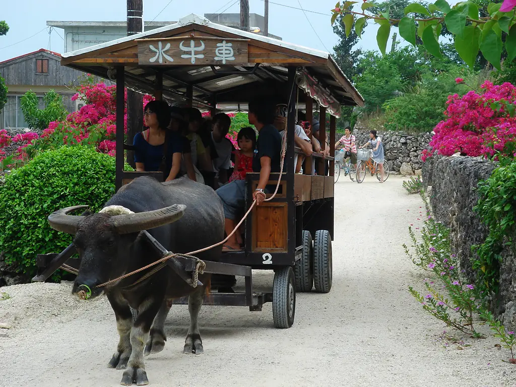 JP-47 Taketomi Water-buffalo-taxi