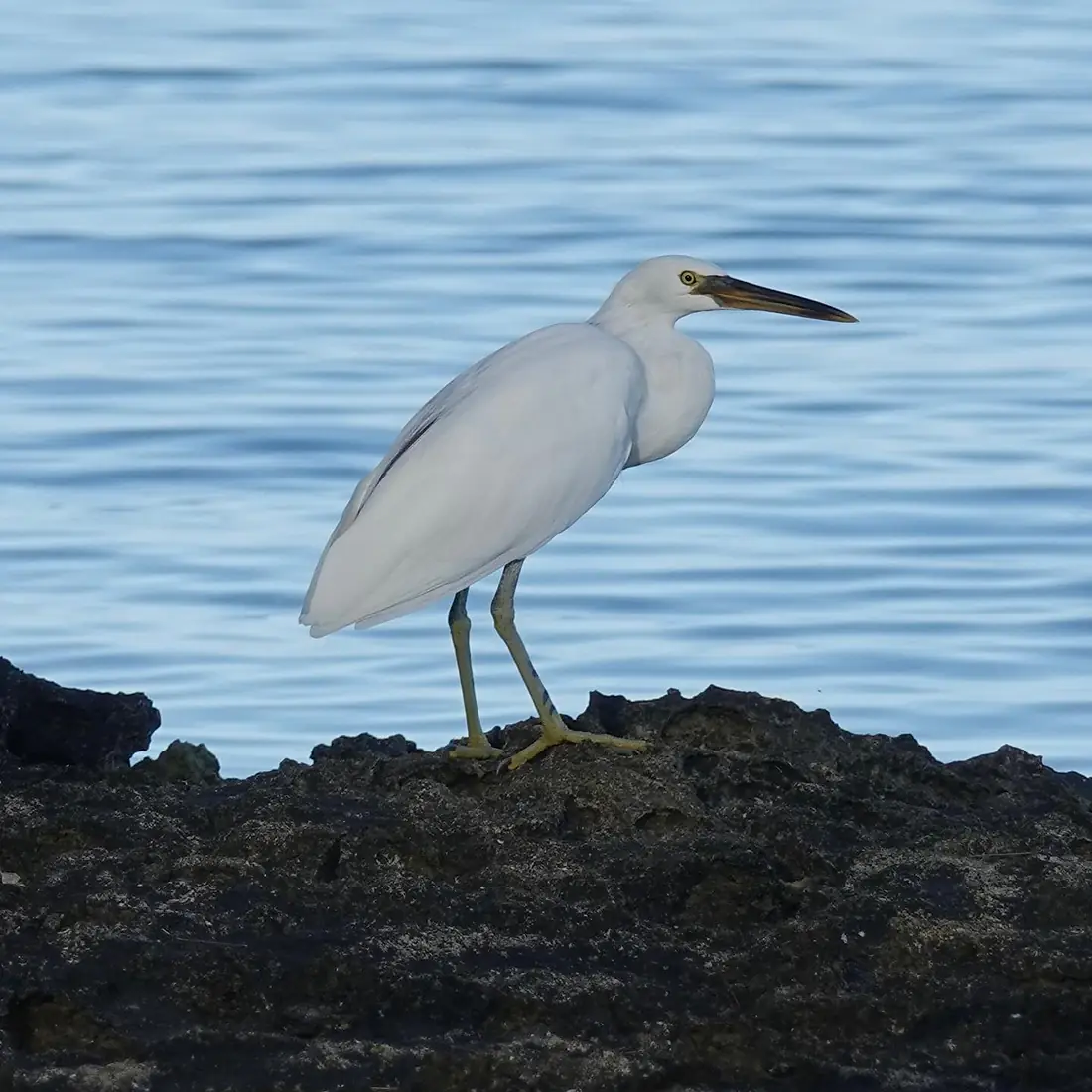 Pacific Reef-Heron from Tetiaroa. (52897641480)
