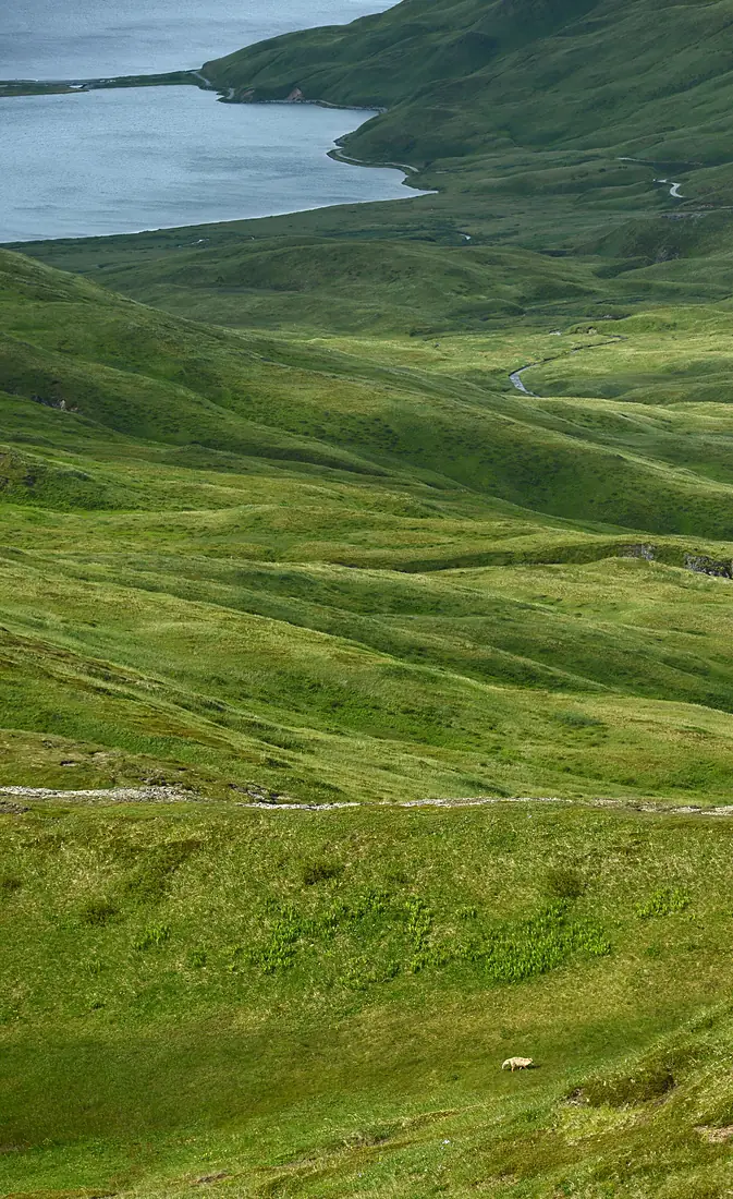 210718 Unalaska fox (51325955269)