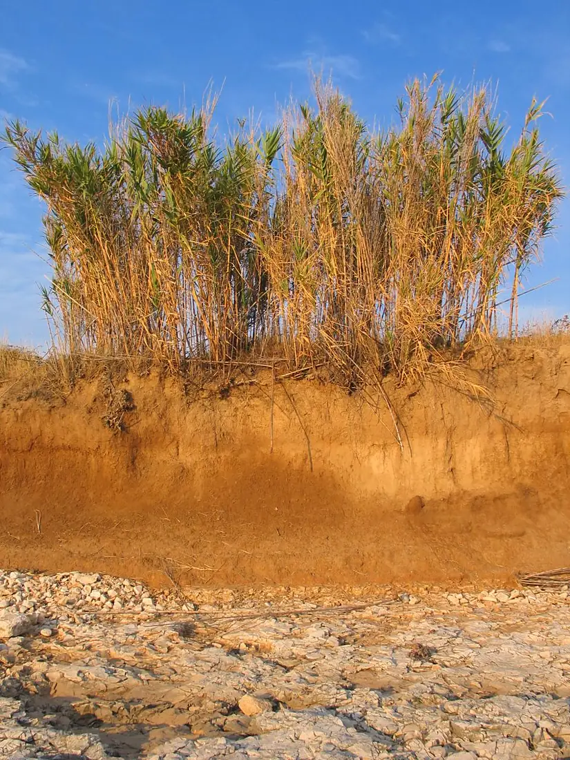 Reeds on Unije island