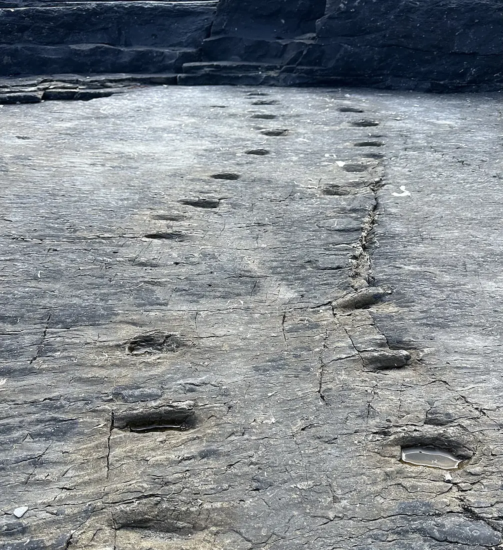 Valentia Island tetrapod trackways