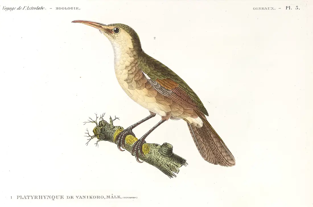 Durville-Vanikoro-Platyrhynque