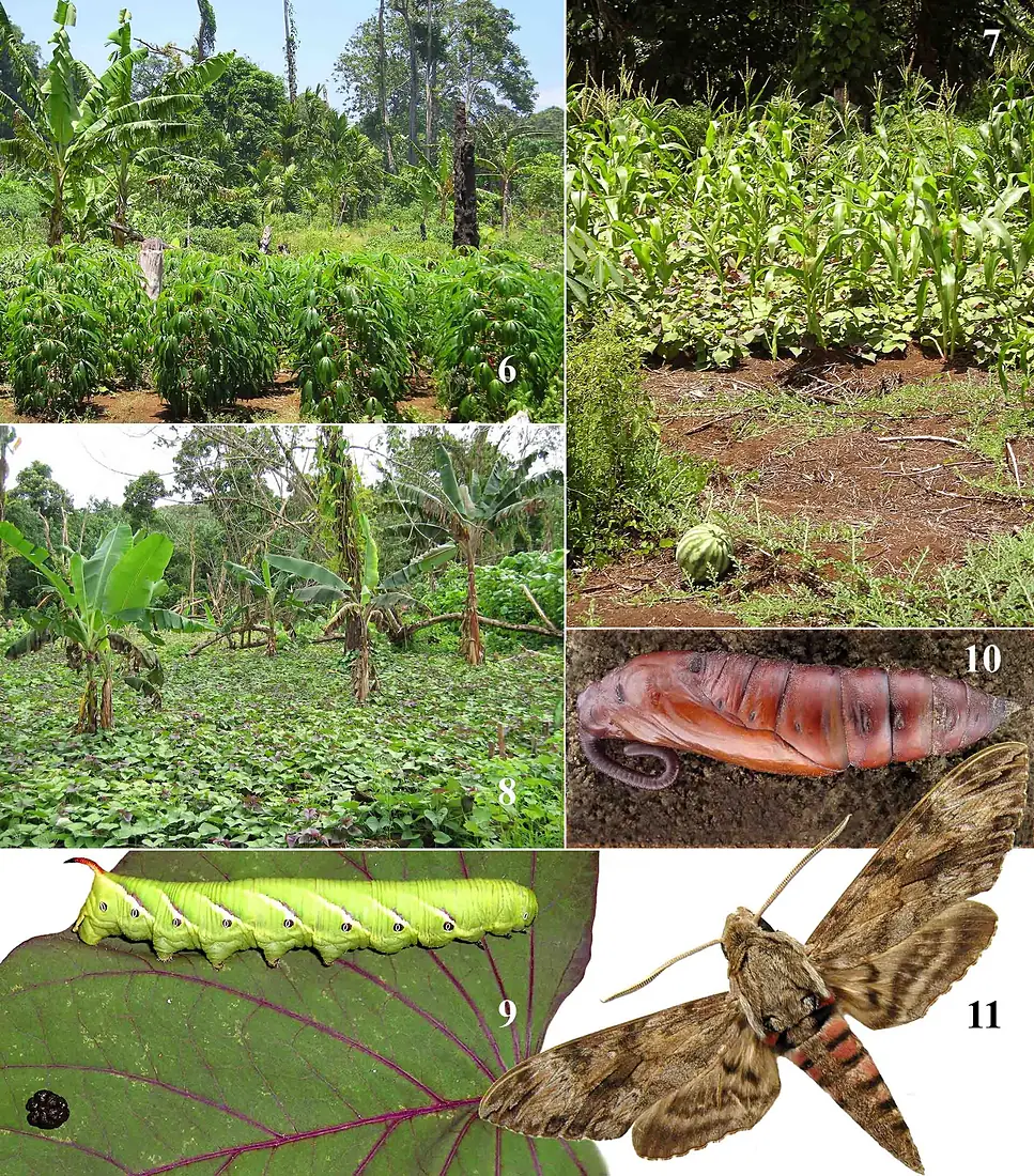 Vanikoro-entomologie-planche 2