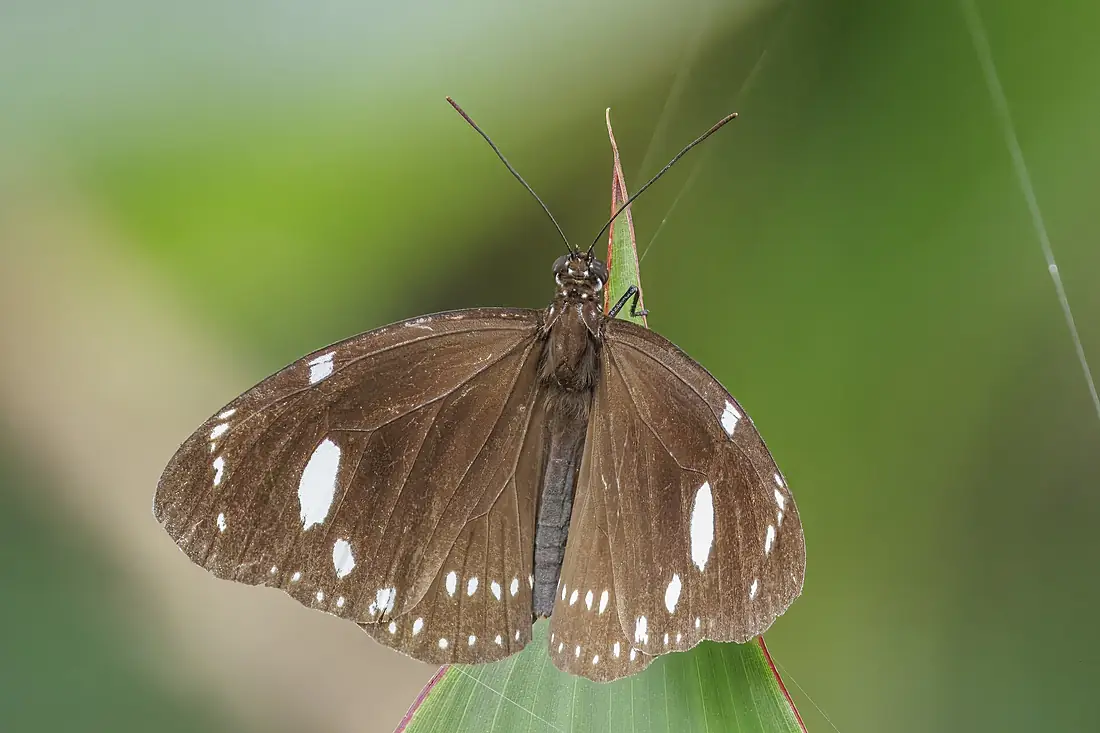 Crow (Euploea lewinii eschscholtzii) Viti Levu