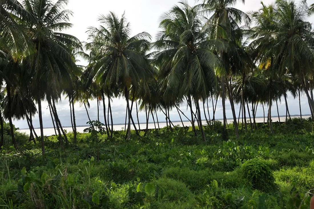 Coconut on the Wakenaam Coast - panoramio
