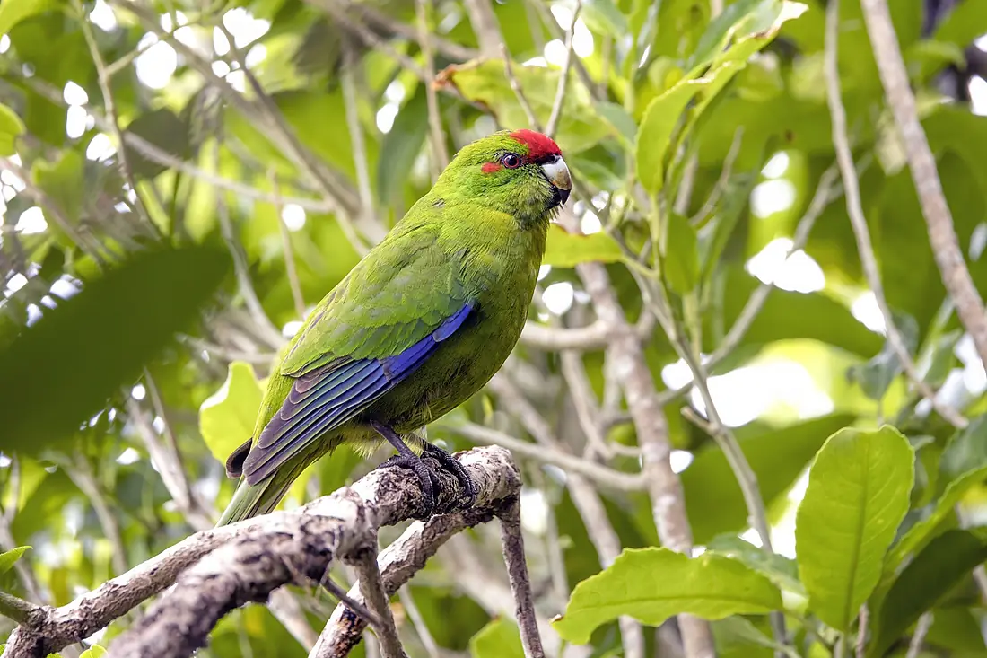 Red-crowned parakeet (Cyanoramphus novaezelandiae) Tiritiri Matangi